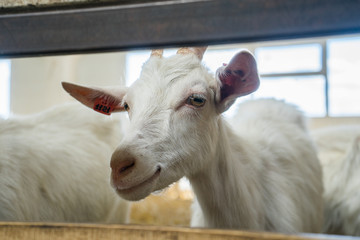 Obraz premium A beautiful smart white goat is looking at the camera. Goats on a goat farm grown for milk. Animal look close-up. dairy production