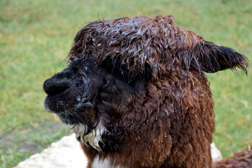 Alpaca brown head wet from the rain