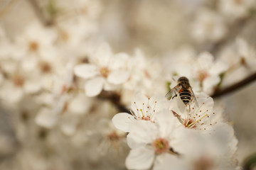 Insect on blossoming tree with outdoors, closeup. Spring season