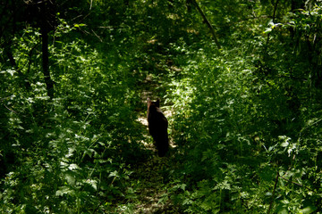 black cat in a grass