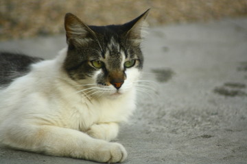Gata misteriosa