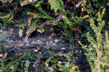 the spider web in thuja