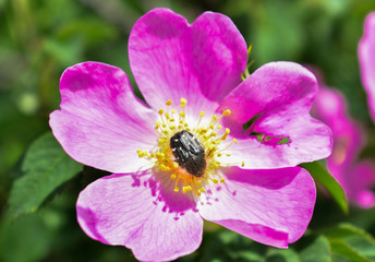 Flowers of dog-rose (rosehip) growing in nature with an insect in the middle