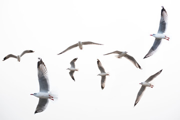 Naklejka premium seagull flying on white background