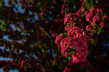 red and green flowers