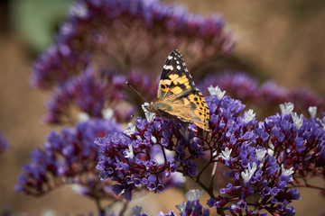 Painted Lady Butterfly on Sea Lavender. Top Side view. Purple flowers