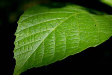 green leaf with water drops