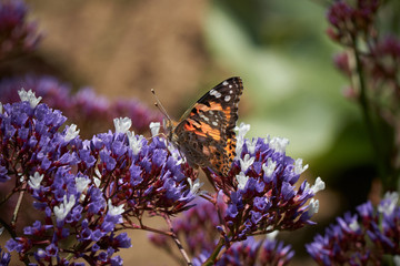 Painted Lady Butterfly on Sea Lavender. Top Side view. Purple flowers