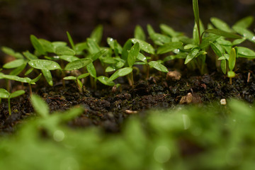 Close up shot of green parsley sprouts