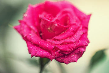 rose flower macro shot , nature background