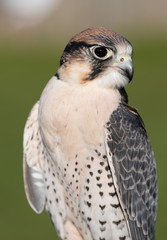 Bird of Prey Keenly Gazing