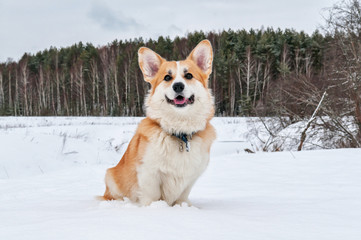 Welsh corgi pembrok on a route near the winter forest