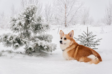 Welsh Corgi pembroke sitting in the snow