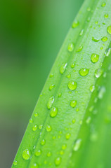 Green leaf texture. Leaf texture background