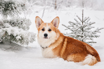 Red welsh corgi sitting in the snow on a background of trees