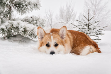Welsh Corgi lying under a pine tree in the snow