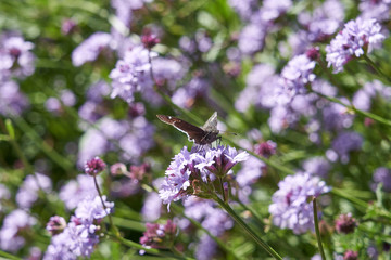 Butterfly orange purple flower top view