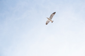 seagull flying on the blue sky