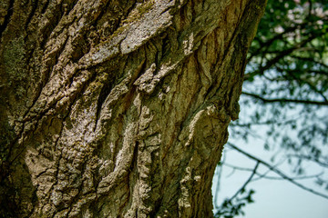 bark of a tree