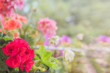 Balcony flowers, small garden with blossom of geranium