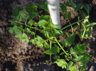 Planting tomatoes in the organic garden