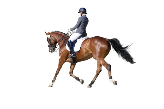 Equestrian sport - dressage rider portrait isolated on white