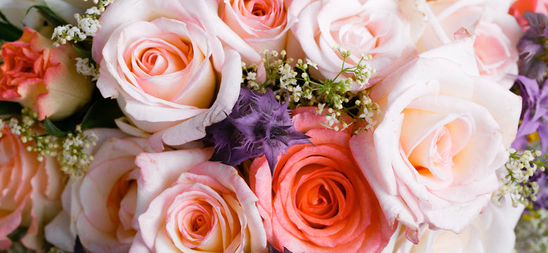 Romantic background, delicate cream pink roses flowers close-up.