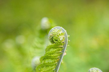 Young fern. fern sprouts, first shoots on a green background