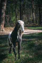 Naklejka na ściany i meble Black and white goat in the forest. Goat breeding.