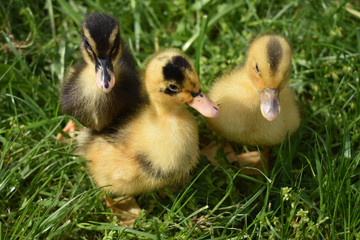 Ducklings in the green grass.