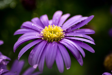 Fresh wildflowers spring or summer design. Floral nature violet daisy abstract background in macro view with raindrops