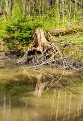 View of the bank of Glimsinjoki river, Glimsinjoki Nature Trail, Espoo, Finland 