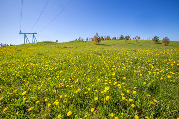 meadow on a hillside overgrown with yellow dandelions on a sunny summer day