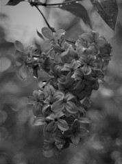 Fototapeta na wymiar black and white lilacs