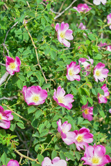 Green bush of wild rose hips with many flowers