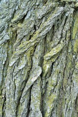 bark of a tree