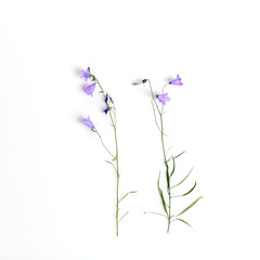 Blue wildflower. Bellflowers isolated on white. Campanula rotundifolia
