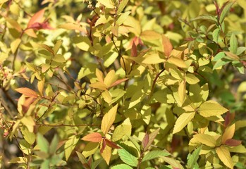 autumn leaves background