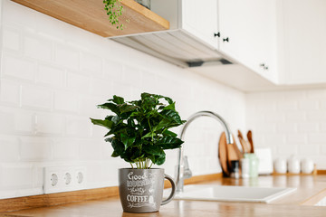 coffee tree plant on wooden table