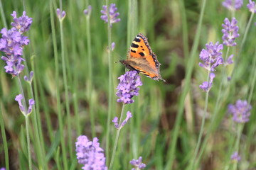 Schmetterling Kleiner Fuchs auf Lavendel