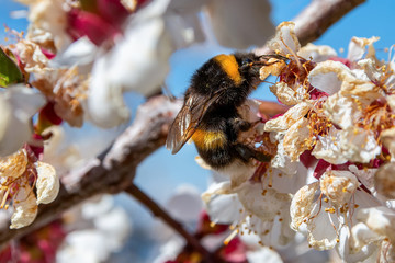 Bumblebee on a branch of a flowering tree