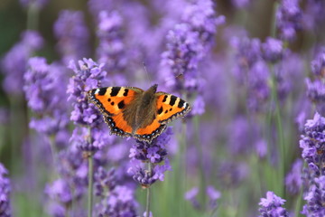 Obraz premium Schmetterling Kleiner Fuchs auf Lavendel