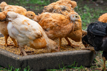 Many domestic chickens eat food, Chicken Flock