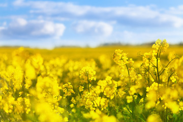 Yellow rapeseed field against blue sky background. Blooming canola flowers.