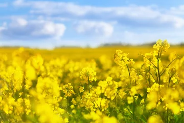 Fotobehang Geel Geel koolzaadveld tegen de blauwe hemelachtergrond. Bloeiende koolzaadbloemen.  © juliasudnitskaya