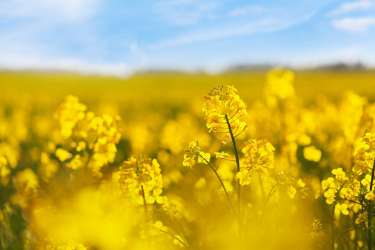 Yellow rapeseed field against blue sky background. Blooming canola flowers.