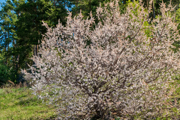 Wild blooming cherry in the forest