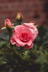 pink rose in garden