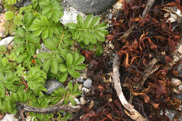 Natura viva i natura morta © Baltasar Alba