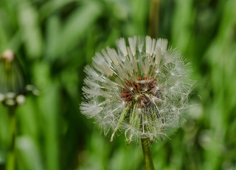 blooming dandelion flower on a background of green grass